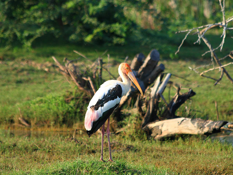 Best things to do in Bundala - Places to Visit in Bundala - Attractions in Bundala - Top Things to do in Bundala - Bundala experiences - Leisure places in Bundala - Bundala National Park - Bird Watching in Bundala National Park - National Parks in Sri Lank