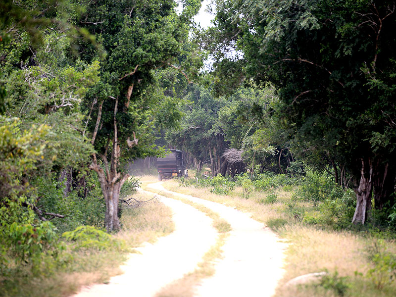 Best things to do in Kumana - Kumana National Park - Kumana Safari Camping - Safari Camp - Kumana Safari Camp - safari Game drives in Kumana - Kumana Jeep Safaris - Kumana jeeps - Kumana safari game drives