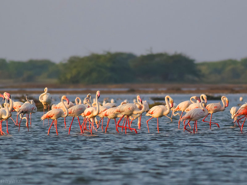 Best things to do in Mannar - Places to Visit in Mannar - Attractions in Mannar - Top Things to do in Mannar - Mannar experiences - Leisure places in Mannar - Mannar Bird Watching