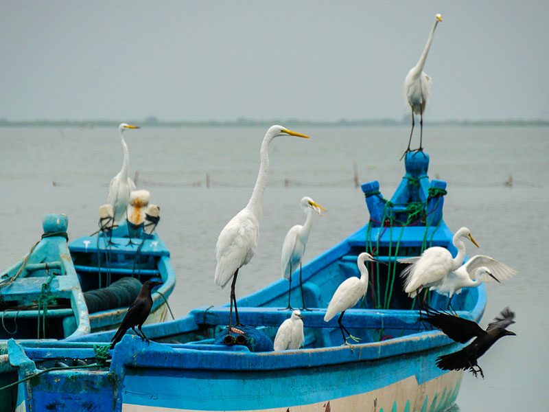 Best things to do in Mannar - Places to Visit in Mannar - Attractions in Mannar - Top Things to do in Mannar - Mannar experiences - Leisure places in Mannar - Mannar Bird Watching