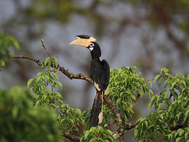 Best things to do in Wilpattu - Wilpattu National Park - Wilpattu Safari Camping - Wilpattu Safari Camp - Camping in Wilpattu - Jeep Safaris in Wilpattu - Wilpattu jeep safari - Safari Game Drives in Wilpattu - Wilpattu Safari Game Drives