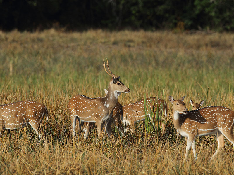 Best things to do in Wilpattu - Wilpattu National Park - Wilpattu Safari Camping - Wilpattu Safari Camp - Camping in Wilpattu - Jeep Safaris in Wilpattu - Wilpattu jeep safari - Safari Game Drives in Wilpattu - Wilpattu Safari Game Drives