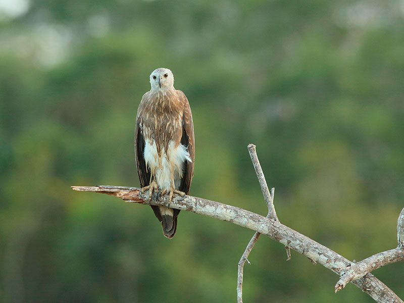 Best things to do in Wilpattu - Wilpattu National Park - Wilpattu Safari Camping - Wilpattu Safari Camp - Camping in Wilpattu - Jeep Safaris in Wilpattu - Wilpattu jeep safari - Safari Game Drives in Wilpattu - Wilpattu Safari Game Drives