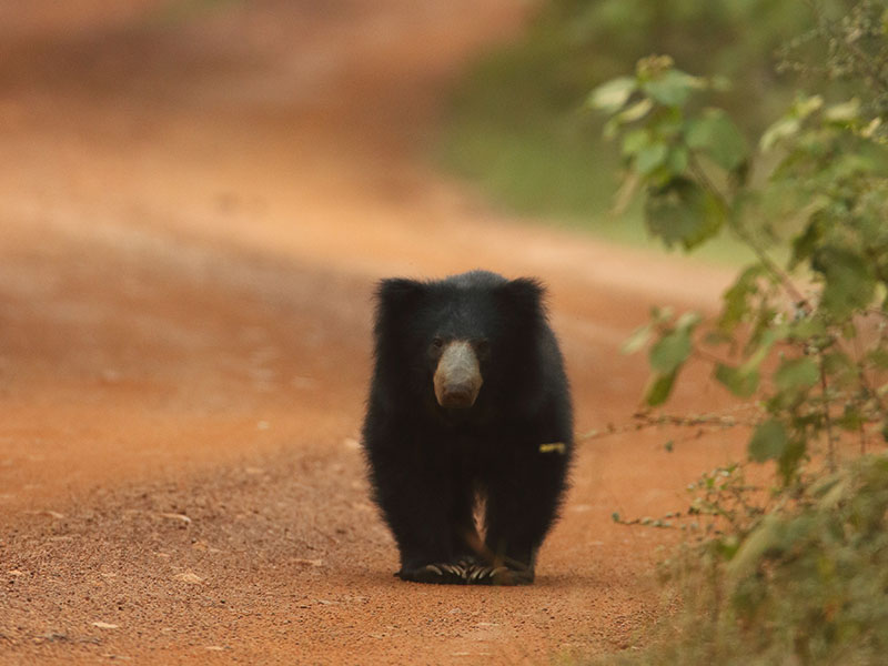 Best things to do in Wilpattu - Wilpattu National Park - Wilpattu Safari Camping - Wilpattu Safari Camp - Camping in Wilpattu - Jeep Safaris in Wilpattu - Wilpattu jeep safari - Safari Game Drives in Wilpattu - Wilpattu Safari Game Drives