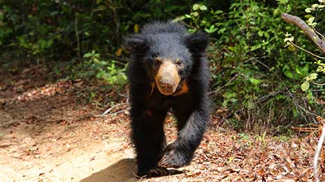 Mammals in Sri Lanka, Sri Lanka Sloth Bear, Sloth Bears of the Yala National Park in Sri Lanka, Sloth Bears in Sri Lanka, Yala Sloth Bears
