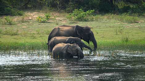 Sri Lankan Elephants, Elephants in Sri Lanka, Elephant Conservation in Sri Lanka, Where is the Best Place to See Elephants in Sri Lanka, Elephant watching destinations in Sri Lanka