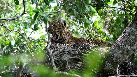 Sri Lankan Leopards, Leopards in Sri Lanka, Mammals in Sri Lanka, Leopards in Sri Lanka Yala, best time to see leopards in yala, sri lankan leopard population