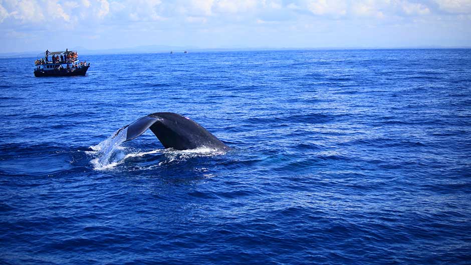 Whale Watching in Sri Lanka, Blue Whales in Sri Lanka, Whales in Sri Lanka, Mammals in Sri Lanka, Whale Watching Mirissa, Whale Watching Tours in Sri Lanka, Sri Lankan Whales