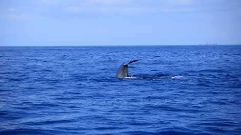 Whale Watching in Sri Lanka, Blue Whales in Sri Lanka, Whales in Sri Lanka, Mammals in Sri Lanka, Whale Watching Mirissa, Whale Watching Tours in Sri Lanka, Sri Lankan Whales