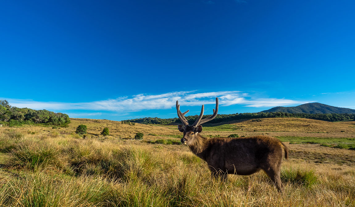 Best things to do in Horton Plains - Places to Visit in Horton Plains - Attractions in Horton Plains - Top Things to do in Horton Plains - Horton Plains experiences - Leisure places in Horton Plains - Horton Plains Trekking - Trekking in Horton Plains