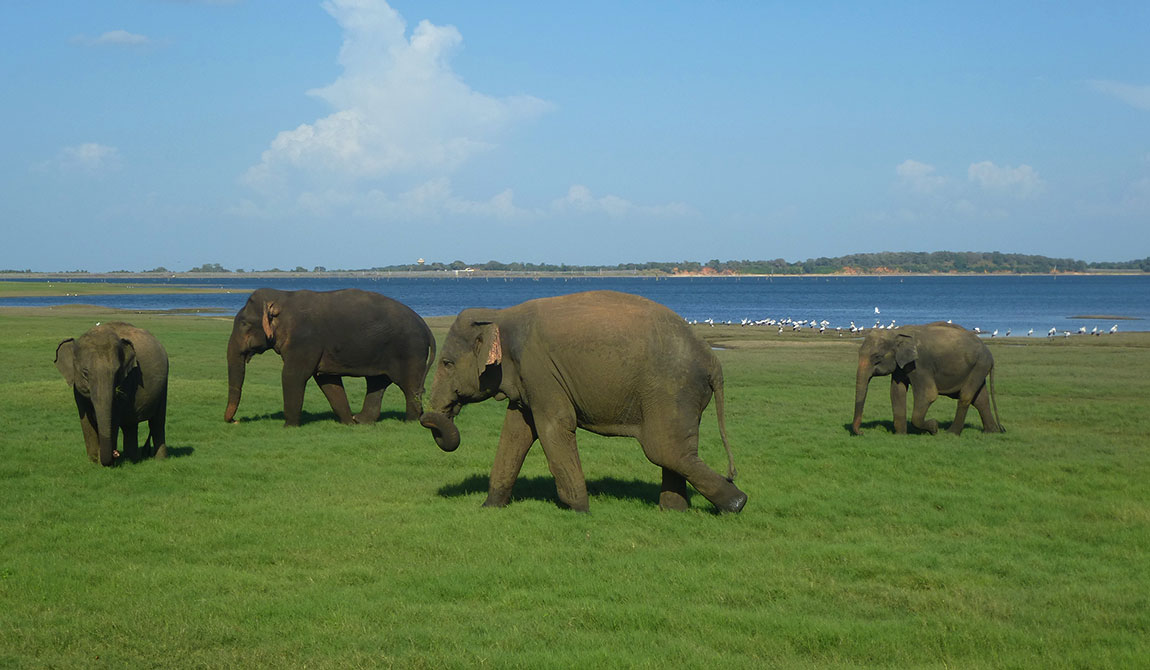 Best things to do in Kaudulla - Places to Visit in Kaudulla - Attractions in Kaudulla - Top Things to do in Kaudulla - Kaudulla experiences - Leisure places in Kaudulla - Kaudulla National Park