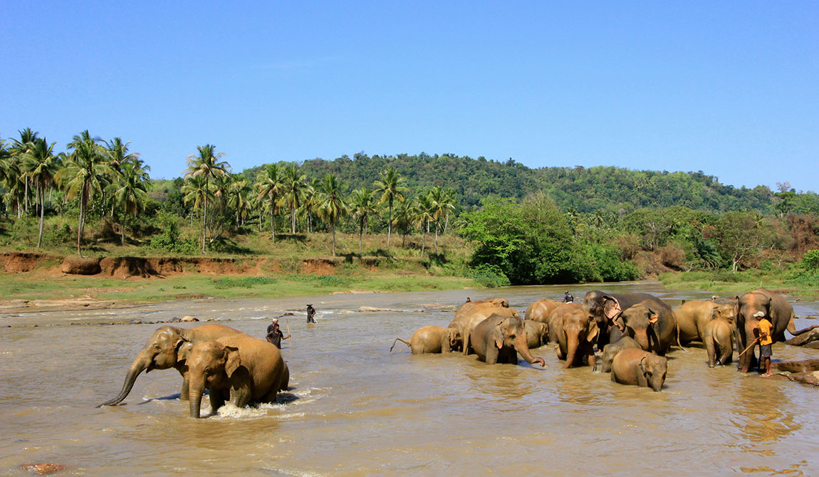 Best things to do in Pinnawala - Places to Visit in Pinnawala - Attractions in Pinnawala - Top Things to do in Pinnawala - Pinnawala experiences - Leisure places in Pinnawala - Pinnawala Elephant Orphanage