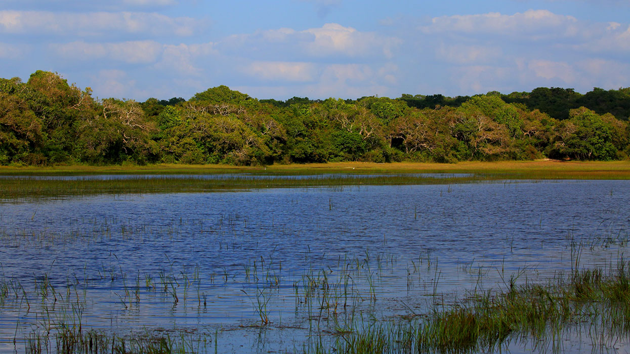 Best things to do in Wilpattu - Wilpattu National Park - Wilpattu Safari Camping - Wilpattu Safari Camp - Camping in Wilpattu - Jeep Safaris in Wilpattu - Wilpattu jeep safari - Safari Game Drives in Wilpattu - Wilpattu Safari Game Drives