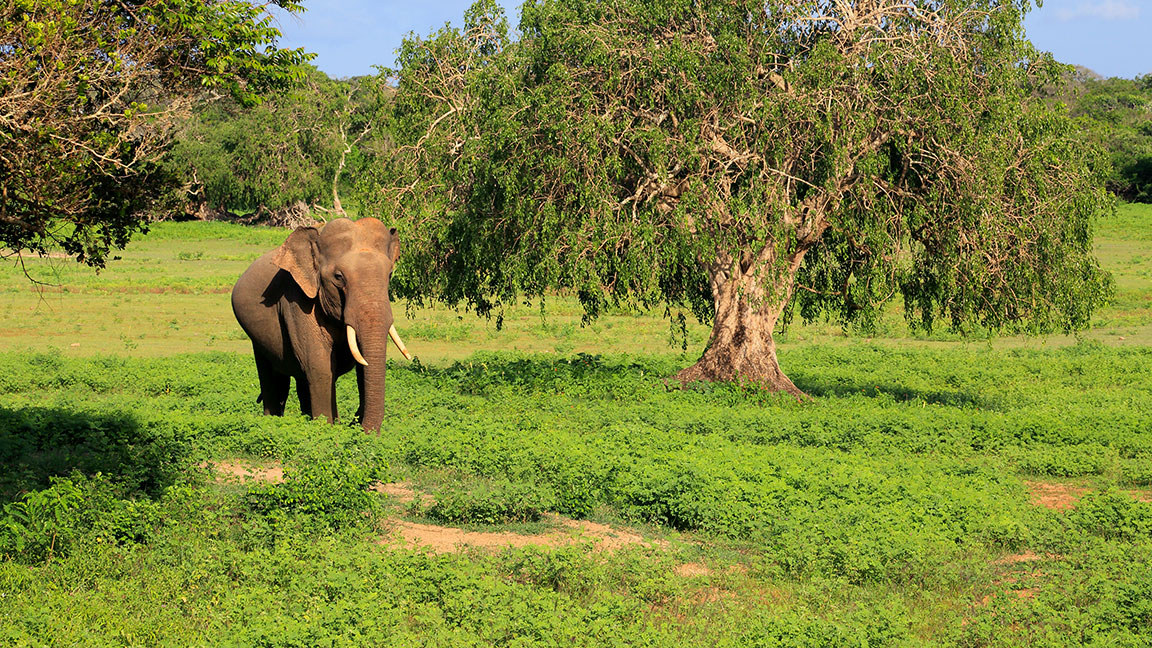 Sri Lankan Elephants, Elephants in Sri Lanka, Elephant Conservation in Sri Lanka, Where is the Best Place to See Elephants in Sri Lanka, Elephant watching destinations in Sri Lanka