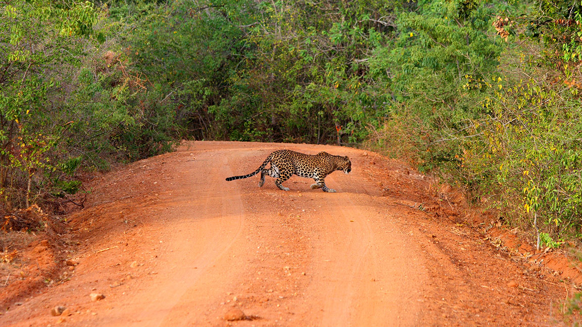 Sri Lankan Leopards, Leopards in Sri Lanka, Mammals in Sri Lanka, Leopards in Sri Lanka Yala, best time to see leopards in yala, sri lankan leopard population