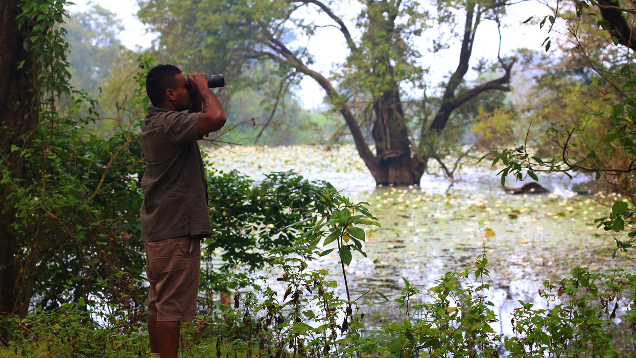 Sigiriya Jungle Tours, Trekking tours in Habarana, Sigiriya jungle trekking tours, Jungle trekking tours in Sri Lanka, Nature walks and nature trails in Sigiriya, Jungle trekking Tours in Sigiriya, Nature trails in Habarana