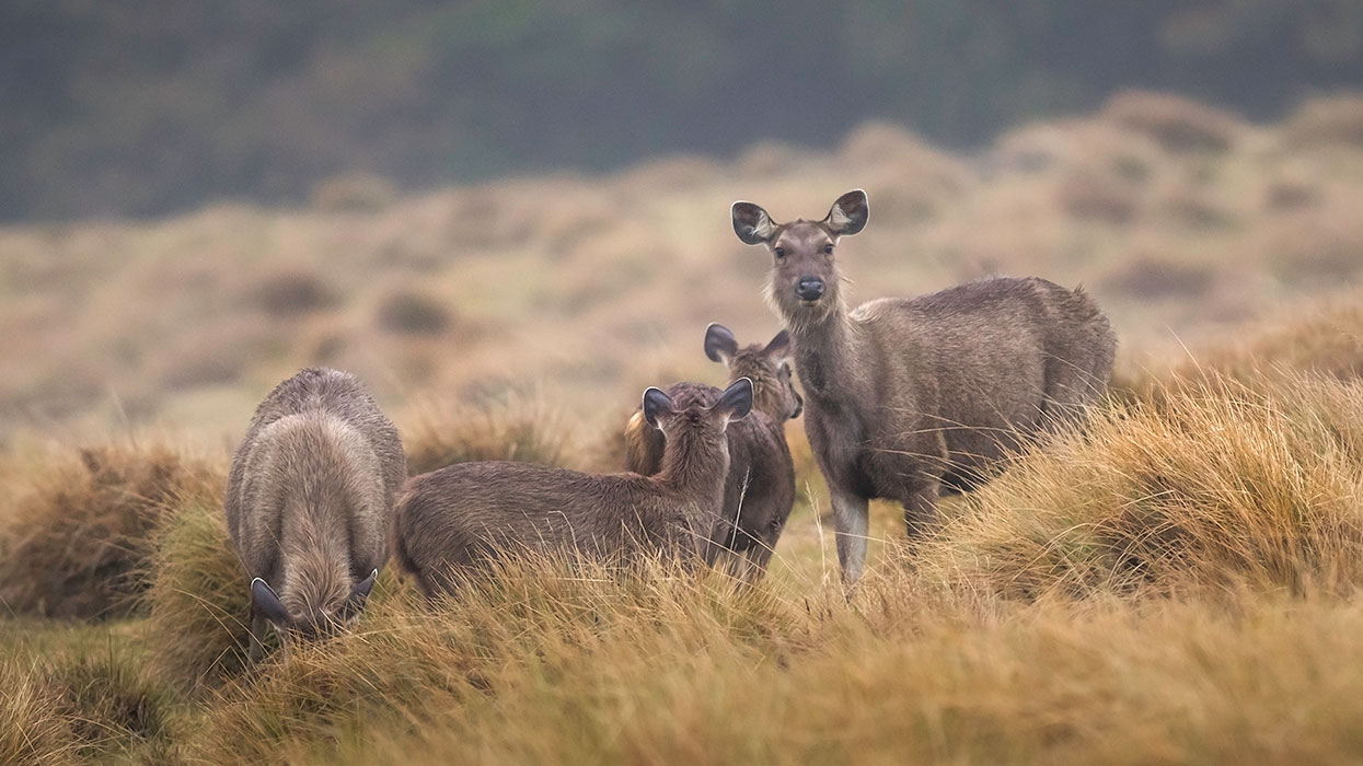 Horton Plains Trekking Trips - Horton Plains National Park Trekking Tours - Trekking trips in Horton plains - Horton Plains Trekking Tours - Trekking tours in Horton Plains National Park - Trekking trips in Sri Lanka