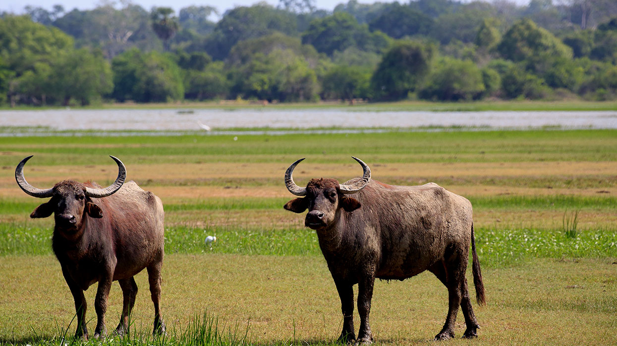 Kumana Safari Game Drives - Safari Game Drives in Kumana - Kumana safaris