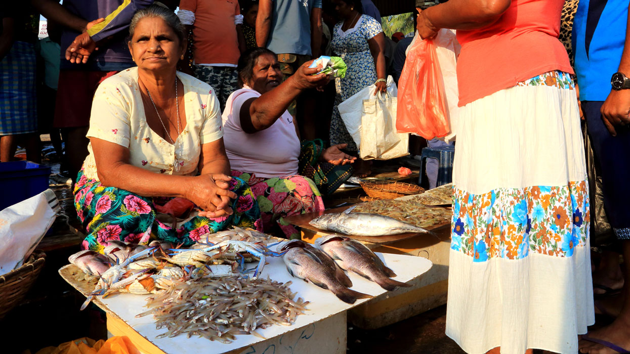 Negombo lagoon boat tours in Sri Lanka, River cruises in Negombo Sri Lanka, River activities in Negombo, Negombo Lagoon Boat Tour, Sri lanka Boat tours, Morning Lagoon Boat Tour