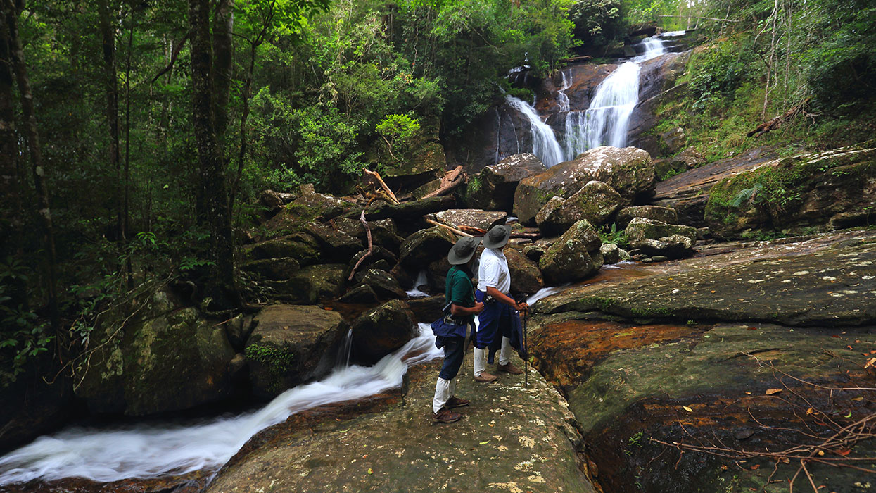 Sinharaja Rain Forest trekking tours - Sinharaja Rain Forest Exploration Tours and trips - Sinharaja Rain Forest exploration tours - Sinharaja Rain Forest - Sinharaja Rain Forest trips - Trekking in sinharaja - Rain forest in Sri Lanka