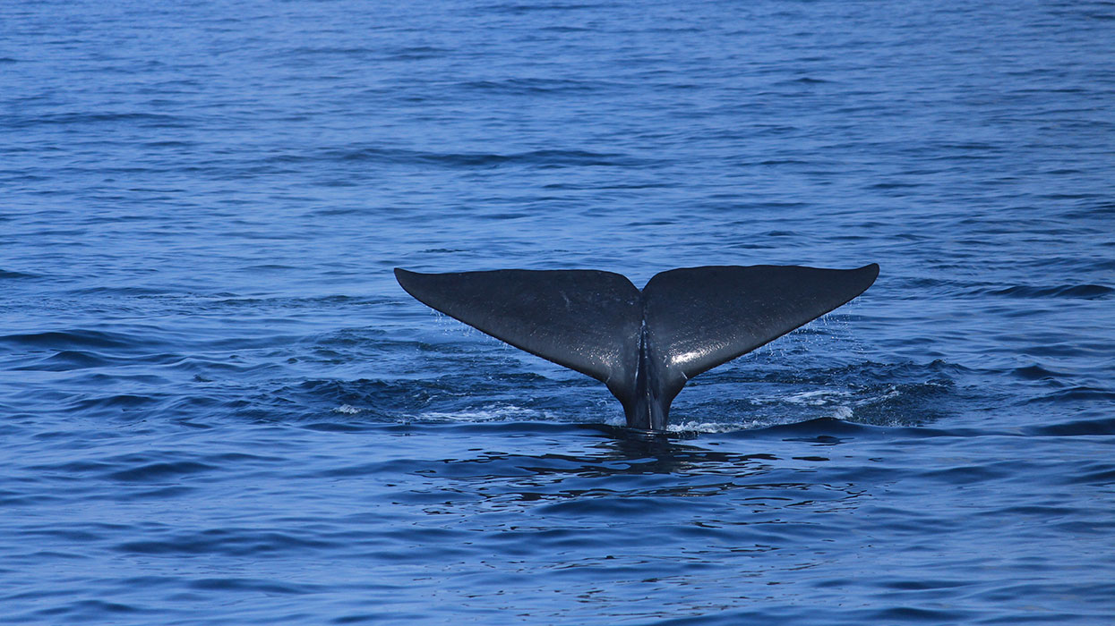 Mirissa Whale Watch - Mirissa Whale Watch - Mirissa and Weligama Whale Cruise - Whale Watching in Mirissa