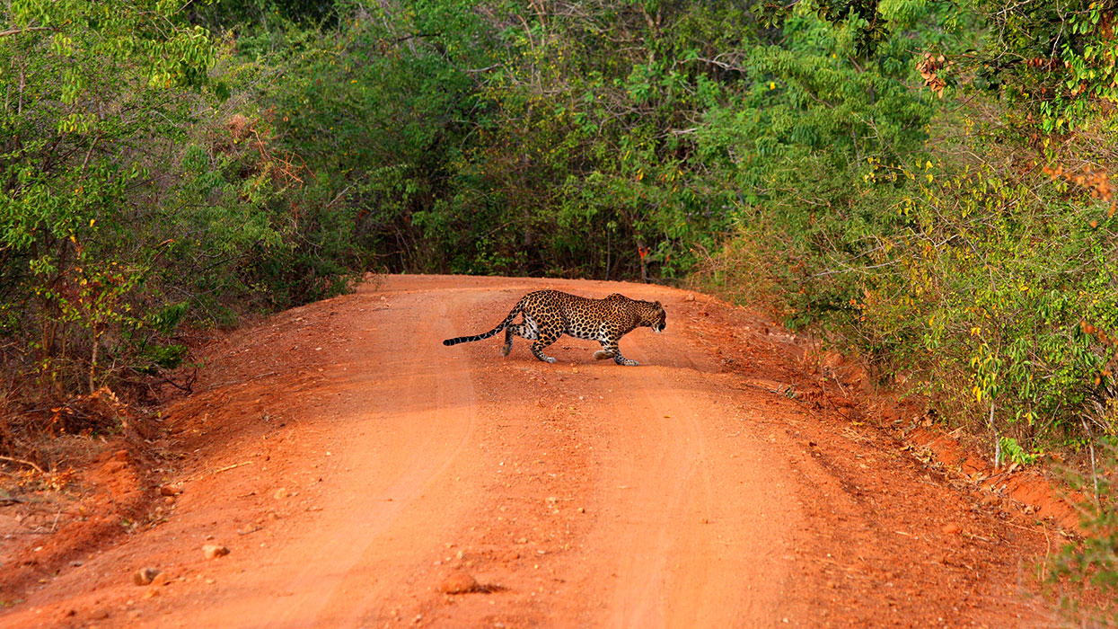 Sri Lanka Safari Game Drives, Safari Game Drives Sri Lanka, Yala Safari Private tours, Yala Safari Camp, Yala Jeep Tours Sri Lanka, Safari Game Drives in Sri Lanka, Tours - Game Drives - Sri Lanka - Safari Camps in Sri Lanka