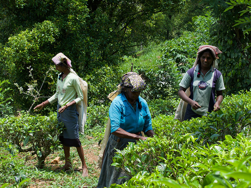 Villages Trekking in sri lanka, Sri lanka village walk, rural village walk with locals in sri lanka,sri lanka village walk with locals, Village walk in kandy, Kandyan Country Walk in Sri Lanka, Kandy Tours in Sri Lanka, Sri Lanka Experiences, Kandyan Culture Walk with a Villager in the Afternoon