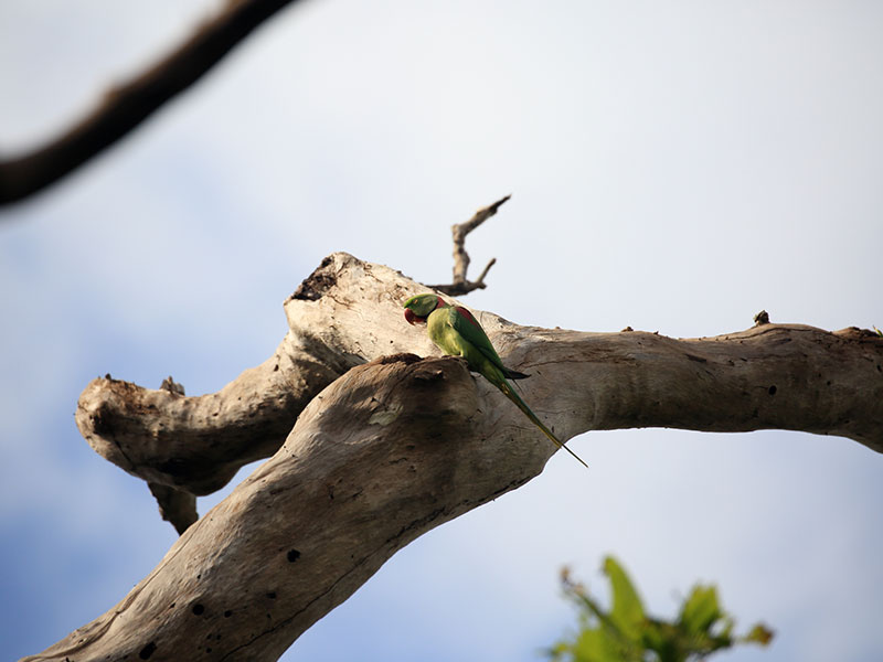 Birds Watching Tours in Sri Lanka, Sri Lanka Safari Tours, Safari Tour packages in Sri Lanka, Safari Holidays in Sri Lanka, Safari Tours Sri Lanka, Birds Watching Holidays Sri Lanka, Sri Lanka Birds Watching Holidays, Sri Lanka safari and Birds Watching Tours and Holidays in Sri Lanka