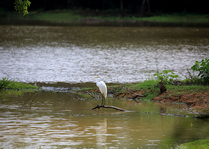 Birds Watching Tours in Sri Lanka, Sri Lanka Safari Tours, Safari Tour packages in Sri Lanka, Safari Holidays in Sri Lanka, Safari Tours Sri Lanka, Birds Watching Holidays Sri Lanka, Sri Lanka Birds Watching Holidays, Sri Lanka safari and Birds Watching Tours and Holidays in Sri Lanka