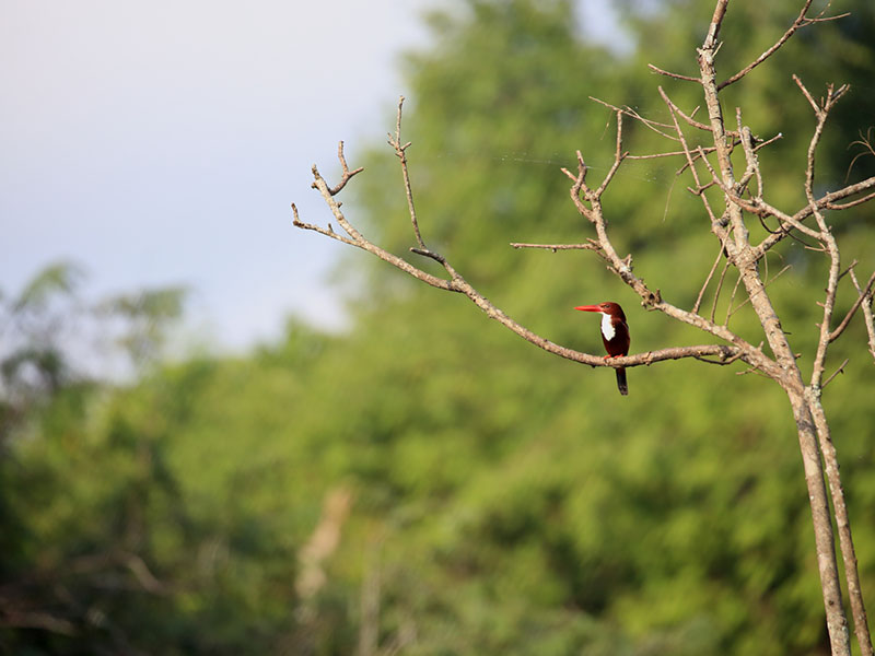 Birds Watching Tours in Sri Lanka, Sri Lanka Safari Tours, Safari Tour packages in Sri Lanka, Safari Holidays in Sri Lanka, Safari Tours Sri Lanka, Birds Watching Holidays Sri Lanka, Sri Lanka Birds Watching Holidays, Sri Lanka safari and Birds Watching Tours and Holidays in Sri Lanka