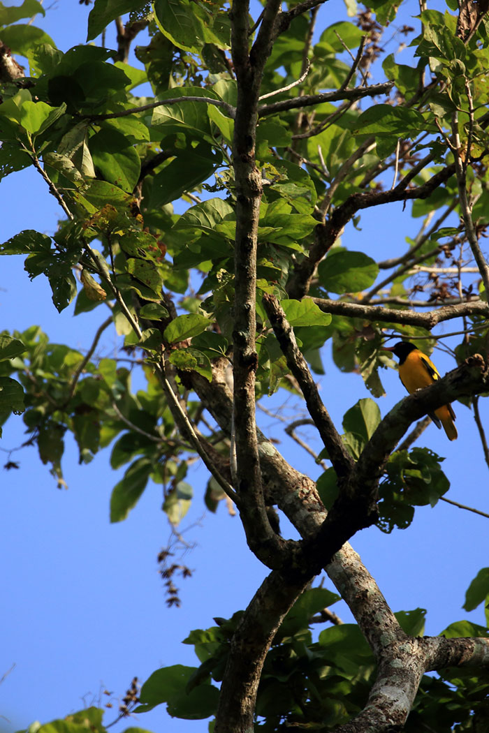 Birds Watching Tours in Sri Lanka, Sri Lanka Safari Tours, Safari Tour packages in Sri Lanka, Safari Holidays in Sri Lanka, Safari Tours Sri Lanka, Birds Watching Holidays Sri Lanka, Sri Lanka Birds Watching Holidays, Sri Lanka safari and Birds Watching Tours and Holidays in Sri Lanka