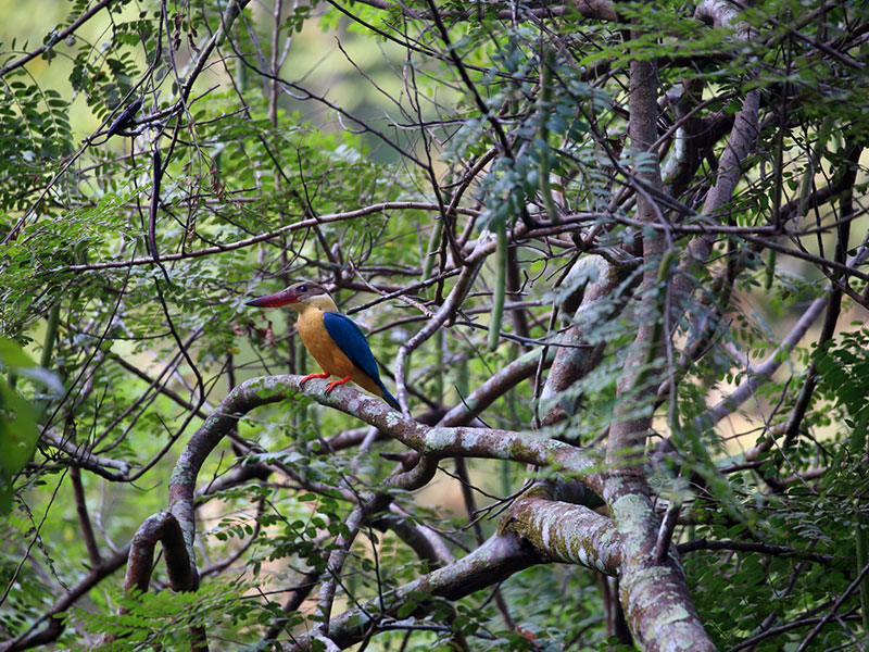 Birds Watching Tours in Sri Lanka, Sri Lanka Safari Tours, Safari Tour packages in Sri Lanka, Safari Holidays in Sri Lanka, Safari Tours Sri Lanka, Birds Watching Holidays Sri Lanka, Sri Lanka Birds Watching Holidays, Sri Lanka safari and Birds Watching Tours and Holidays in Sri Lanka