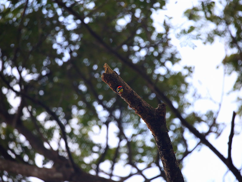 Birds Watching Tours in Sri Lanka, Sri Lanka Safari Tours, Safari Tour packages in Sri Lanka, Safari Holidays in Sri Lanka, Safari Tours Sri Lanka, Birds Watching Holidays Sri Lanka, Sri Lanka Birds Watching Holidays, Sri Lanka safari and Birds Watching Tours and Holidays in Sri Lanka