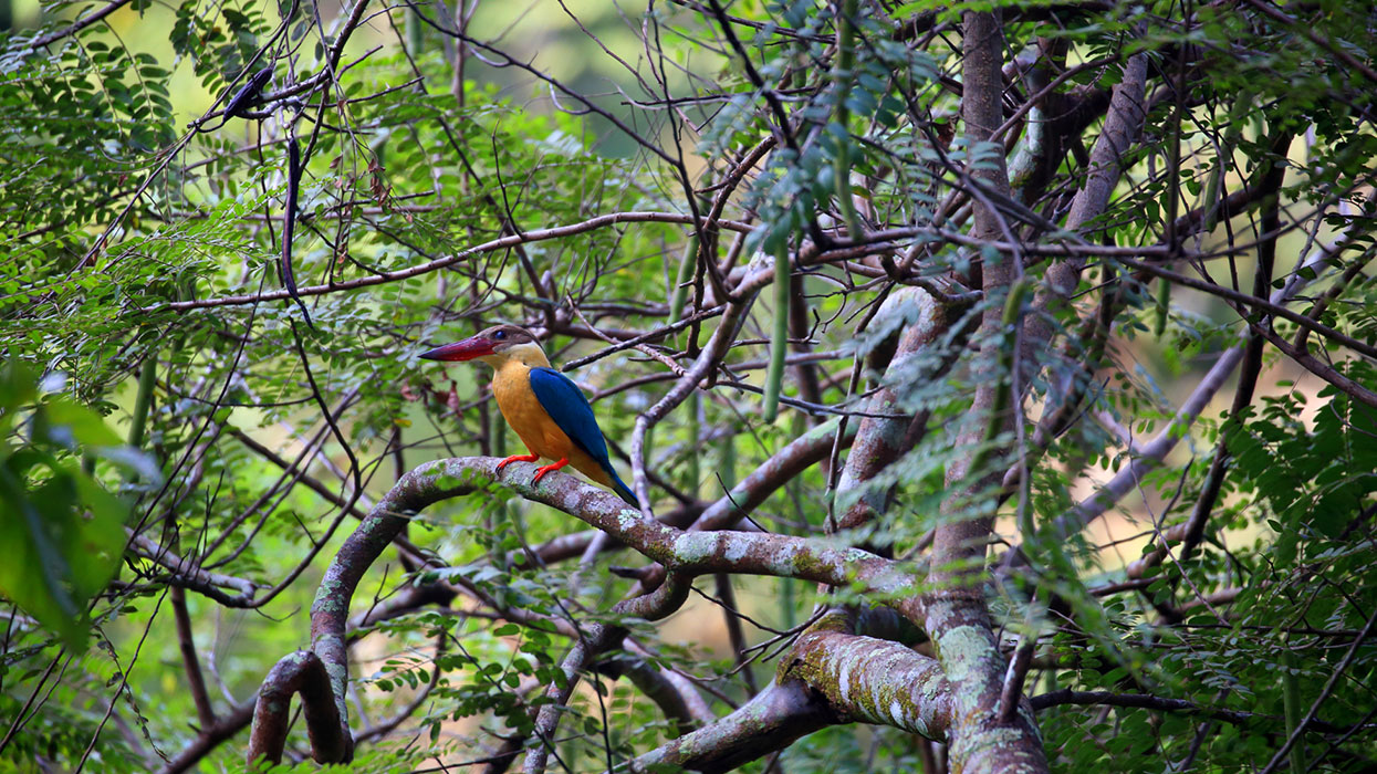 Birds Watching Tours in Sri Lanka, Sri Lanka Safari Tours, Safari Tour packages in Sri Lanka, Safari Holidays in Sri Lanka, Safari Tours Sri Lanka, Birds Watching Holidays Sri Lanka, Sri Lanka Birds Watching Holidays, Sri Lanka safari and Birds Watching Tours and Holidays in Sri Lanka