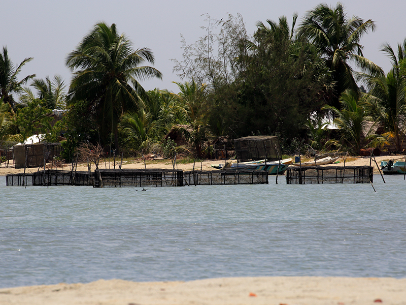 Cross Kalpitiya Lagoon by boat with a fisherman, Kalpitiya Lagoon Tou, Boat Trip with a fisherman in Kalpitya, Kalpitiya lagoon, Boat trip in Kalpitiya