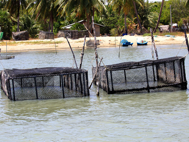 Cross Kalpitiya Lagoon by boat with a fisherman, Kalpitiya Lagoon Tou, Boat Trip with a fisherman in Kalpitya, Kalpitiya lagoon, Boat trip in Kalpitiya