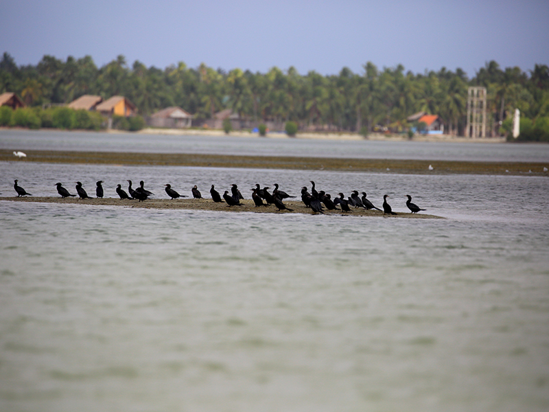 Cross Kalpitiya Lagoon by boat with a fisherman, Kalpitiya Lagoon Tou, Boat Trip with a fisherman in Kalpitya, Kalpitiya lagoon, Boat trip in Kalpitiya