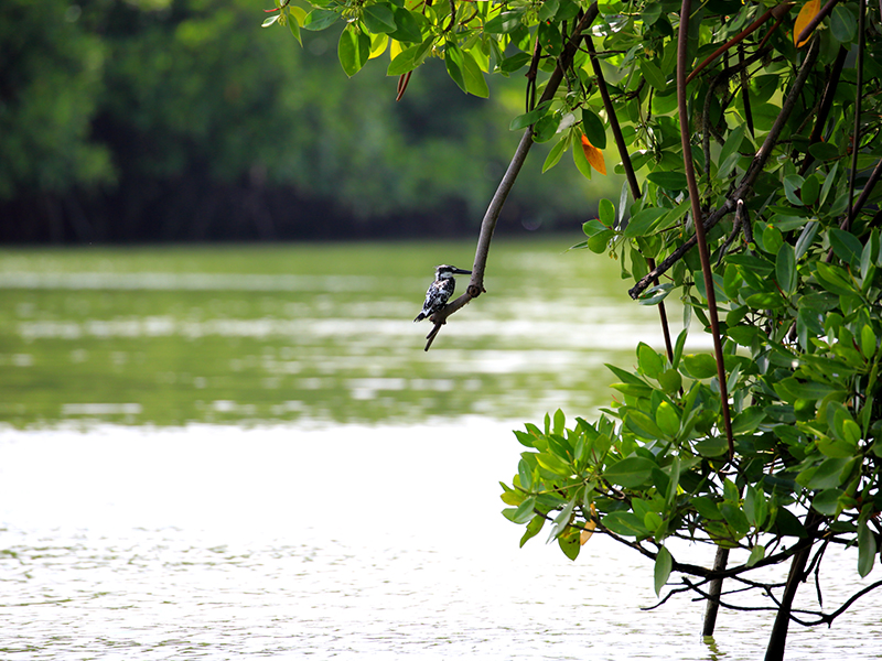 Cross Kalpitiya Lagoon by boat with a fisherman, Kalpitiya Lagoon Tou, Boat Trip with a fisherman in Kalpitya, Kalpitiya lagoon, Boat trip in Kalpitiya