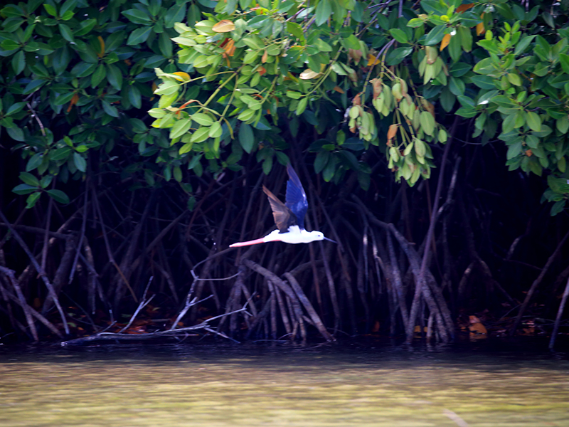 Cross Kalpitiya Lagoon by boat with a fisherman, Kalpitiya Lagoon Tou, Boat Trip with a fisherman in Kalpitya, Kalpitiya lagoon, Boat trip in Kalpitiya