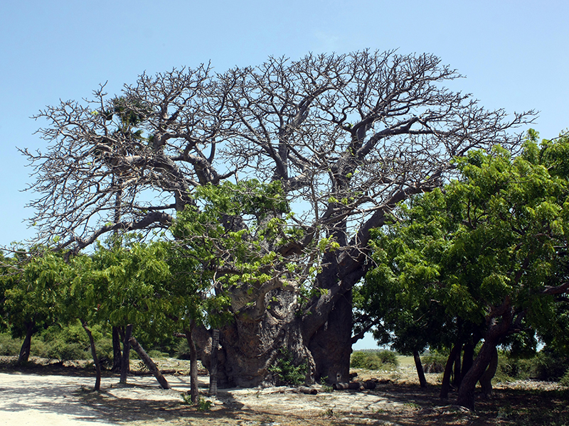 Explore Jaffna's Delft Island by a Catamaran Cruise - Delft Island Tour - Jaffna Tours - Explore Jaffna's Delft Island - Catamaran Cruise in Jaffna - Jaffna Catamaran Cruise