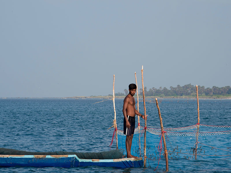 Explore Jaffna's Delft Island by a Catamaran Cruise - Delft Island Tour - Jaffna Tours - Explore Jaffna's Delft Island - Catamaran Cruise in Jaffna - Jaffna Catamaran Cruise