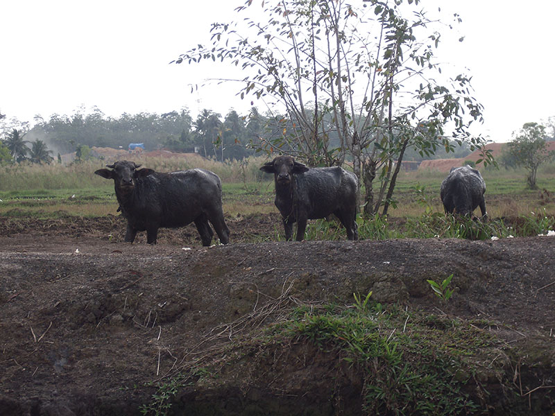 Sri Lankan's Village Life, Rain Forest Experience in Sri Lanka, Sri Lanka Home Stays, Home Stay experince in Sri Lanka, Sinharaja Rain Forest trekking, Village Experiences in Sri Lanka, Bentota