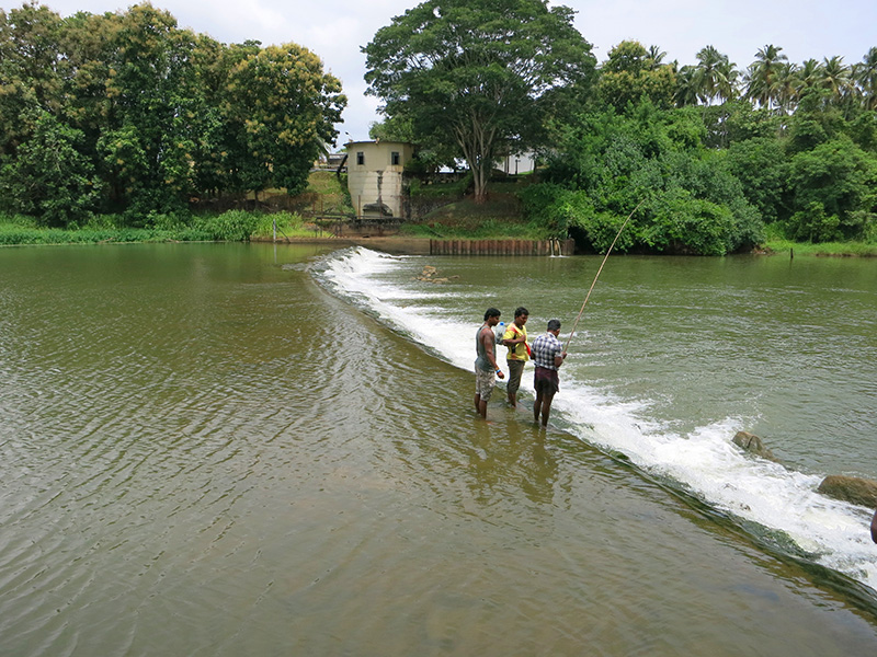 Hamilton canal Boat Tours, Boat Tours in Hamilton Canal, Boat Trips in Hamilt Canal, Hamilton Canal Boat Trips, Boat Trips in Hamilton Canal, Negombo hamilton Canal Boat Tours, Negombo Boat Tours, Boat Tours in Hamilton Canal