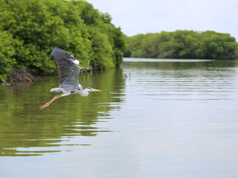 Hamilton canal Boat Tours, Boat Tours in Hamilton Canal, Boat Trips in Hamilt Canal, Hamilton Canal Boat Trips, Boat Trips in Hamilton Canal, Negombo hamilton Canal Boat Tours, Negombo Boat Tours, Boat Tours in Hamilton Canal