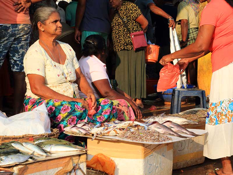 Negombo Lagoon Boat Tour, Sri lanka Boat tours, Negombo lagoon boat tours in Sri Lanka, River cruises in Negombo Sri Lanka, River activities in Negombo, Morning Lagoon Boat Tour