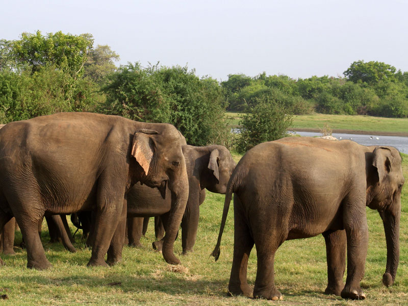 Visit Veddas of Sri Lanka - Veddha Tribes of Dambana - Dambana Vedda Village visit - Vedda Village Camping - Vedda camping Tours Sri Lanka - Veddas of Sri Lanka - Sri Lanka Vedda Village - Vedda Camping experiences