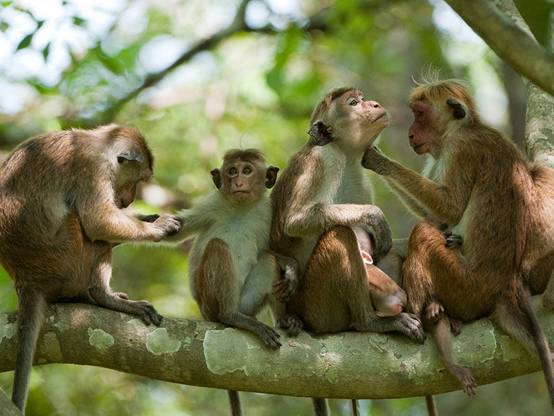 Meet the monkeys of Polonnaruwa - Experiences in Polonnaruwa - Polonnaruwa Monkey Camp - Monkey Camp Polonnaruwa