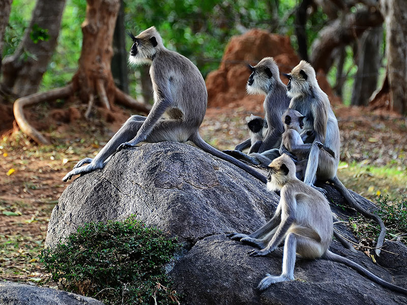 Meet the monkeys of Polonnaruwa - Experiences in Polonnaruwa - Polonnaruwa Monkey Camp - Monkey Camp Polonnaruwa