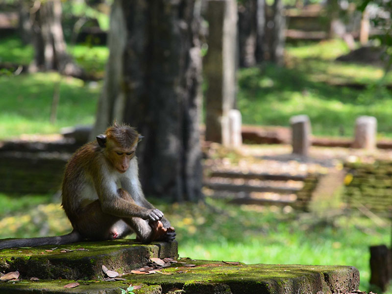 Meet the monkeys of Polonnaruwa - Experiences in Polonnaruwa - Polonnaruwa Monkey Camp - Monkey Camp Polonnaruwa