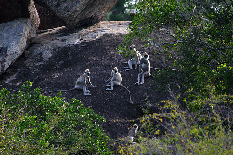 Meet the monkeys of Polonnaruwa - Experiences in Polonnaruwa - Polonnaruwa Monkey Camp - Monkey Camp Polonnaruwa